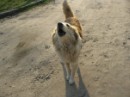 Муха Качалівна фотография #25 (источник - https://vk.com/id74146058)