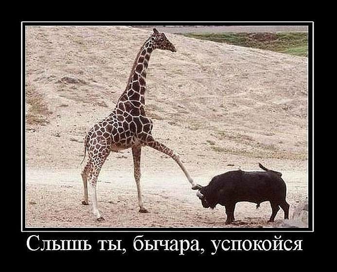 Дмитрий Евгеньевич фото №18