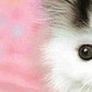 Viki @@@@@@@@@ фотография #7 (источник - https://vk.com/id141663195)