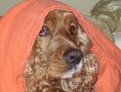 Андрій Сороковський фотография #25 (источник - https://vk.com/id35145374)