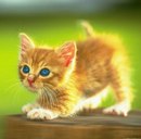 Даріна Самсонюк фотография #46 (источник - https://vk.com/id161908765)