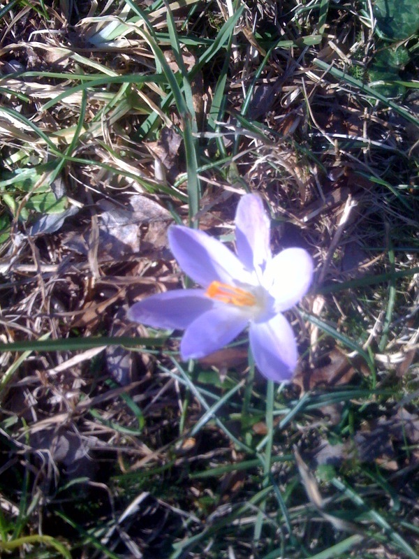 Лана Холмс фотография #34