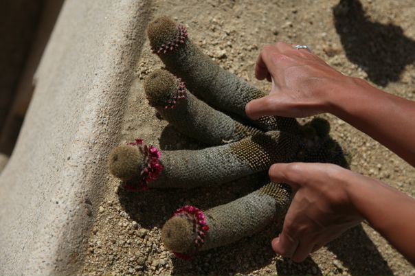 Джейн Эйр фото №9