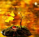 Діана Artemida фотография #45 (источник - https://vk.com/id9755266)