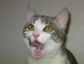 Фотография Кениг Олька