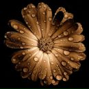 Оля Медвідь фотография #35 (источник - https://vk.com/id109708630)