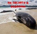 Андрій Хорошавiн фотография #43 (источник - https://vk.com/id161090119)