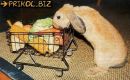 Ибрахим Джелалоглу фотография #32 (источник - https://vk.com/id24618695)