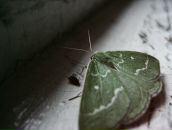 Bug Report фотография #41 (источник - https://vk.com/id2490637)