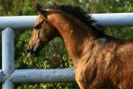 Фотография Maleev Poolse