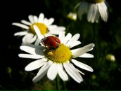 Фотография Вашакина Станислава