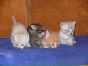 Александр Михеев фотография #20 (источник - https://vk.com/id2989006)