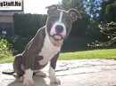 Tayson Pitbul=jermani фотография #11 (источник - https://vk.com/id70604395)