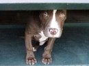 Tayson Pitbul=jermani фотография #15 (источник - https://vk.com/id70604395)