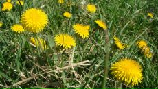 Фотография Линьковой Софьи