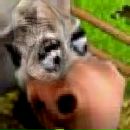 Дмитрий Крайнов фотография #8 (источник - https://vk.com/id41777342)