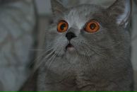 Амина Романова фотография #43 (источник - https://vk.com/id32380504)