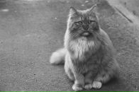 Фотография Михайловича Вольхина