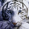 Леся Кулиховская фотография #27 (источник - https://vk.com/id151433308)