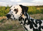 Фотография Наконечной Дарьи