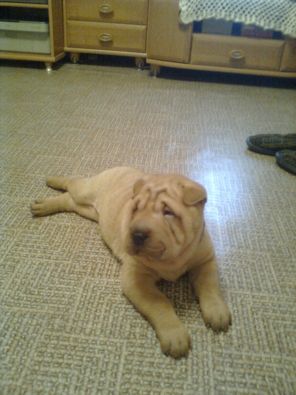 Дмитрий Токмаков фотография #49