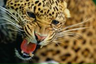 Фотография Лобановой Юлии