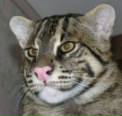 Фотография Дунаевой Юлии