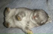 Фотография Shpakovka Катерины