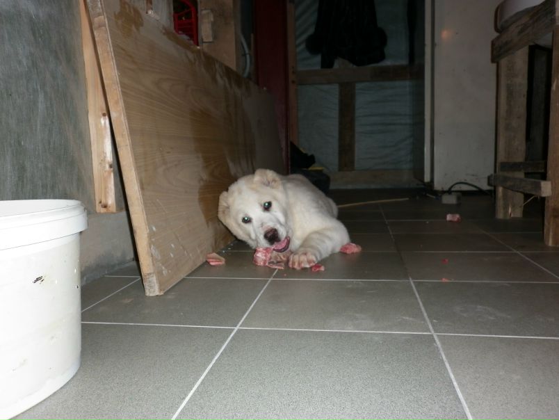 Maestro Don фото №12