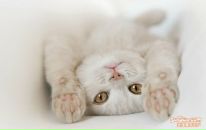 Вероніка Стасюк фотография #27 (источник - https://vk.com/id62855198)