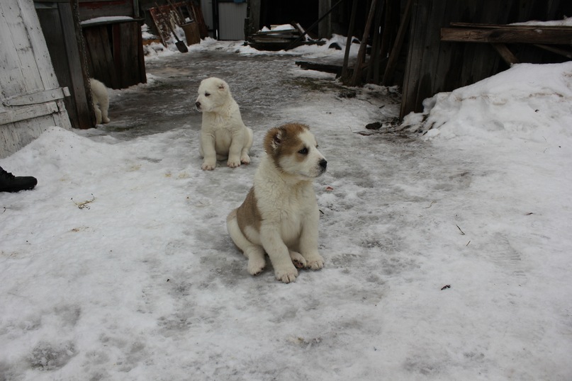 Василий Тихонов фотография #41