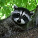 Фотография Котовой Екатерины