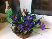 Соломія Скорик фотография #19 (источник - https://vk.com/id6372863)