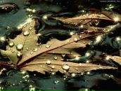 Фотография Исаченко Андрея