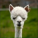 Фотография Дерюжин Виктор