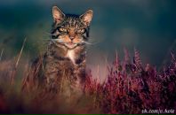 Фотография Kyznetsov Alexandr