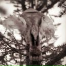 Фотография Gill Alisa