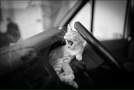 Фотография Муррр Юси