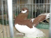 Ігор Гірак фотография #1