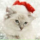 Іван Горзов фотография #20 (источник - https://vk.com/id157041401)