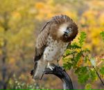 Степанія Колосовська фотография #14 (источник - https://vk.com/id66224320)