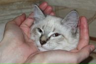 Фотография Бутенко-Сальковой Евгении