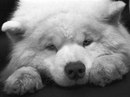 Міша Левицький фотография #44 (источник - https://vk.com/id160153167)