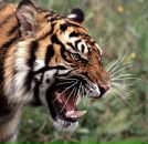 Фотография Плеваковой Ольги