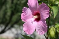 Тетяна Олексієнко фотография #34 (источник - https://vk.com/id16552331)