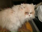 Stella Ostermann фотография #21 (источник - https://vk.com/id646987)