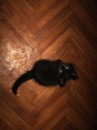 Mi Lost фотография #11 (источник - https://vk.com/id2109388)