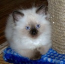 Фотография Леунина Игоря