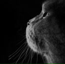 Фотография Спектор Нины