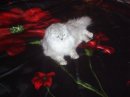 Silver Cat фотография #11 (источник - https://vk.com/id2454853)